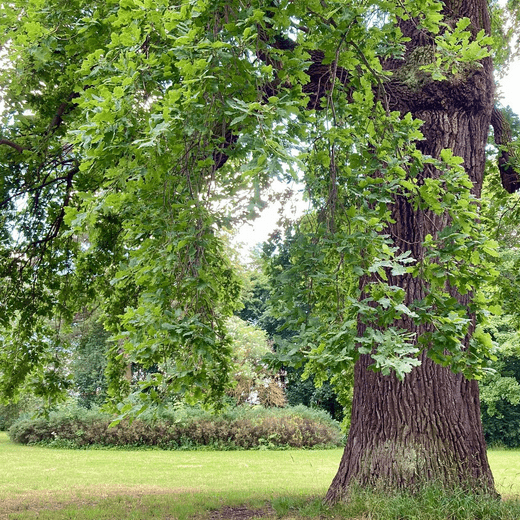 Ein Eichenbaum