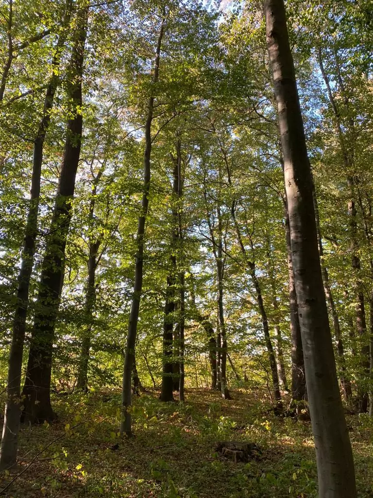 Ein Foto von einem heimischen Buchenwald